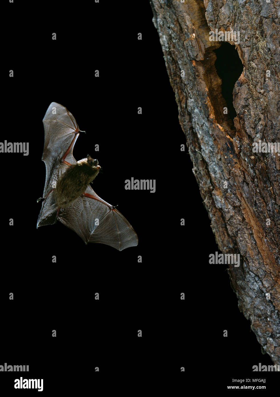 PIPISTRELLE BAT (Pipistrellus pipistrellus) in flight to hole in tree, UK Stock Photo