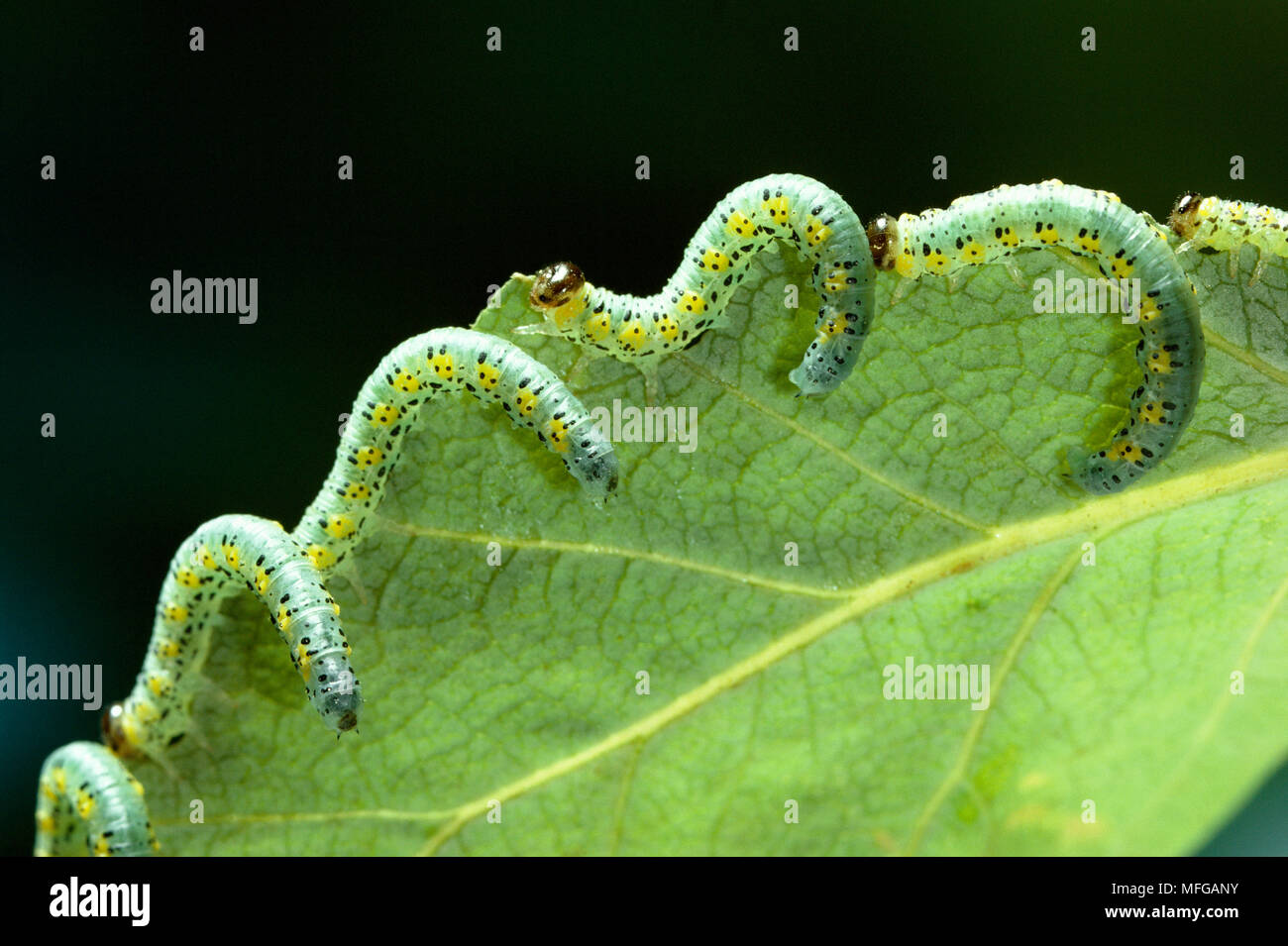 SAWFLY larvae on Poplar leaf Stock Photo