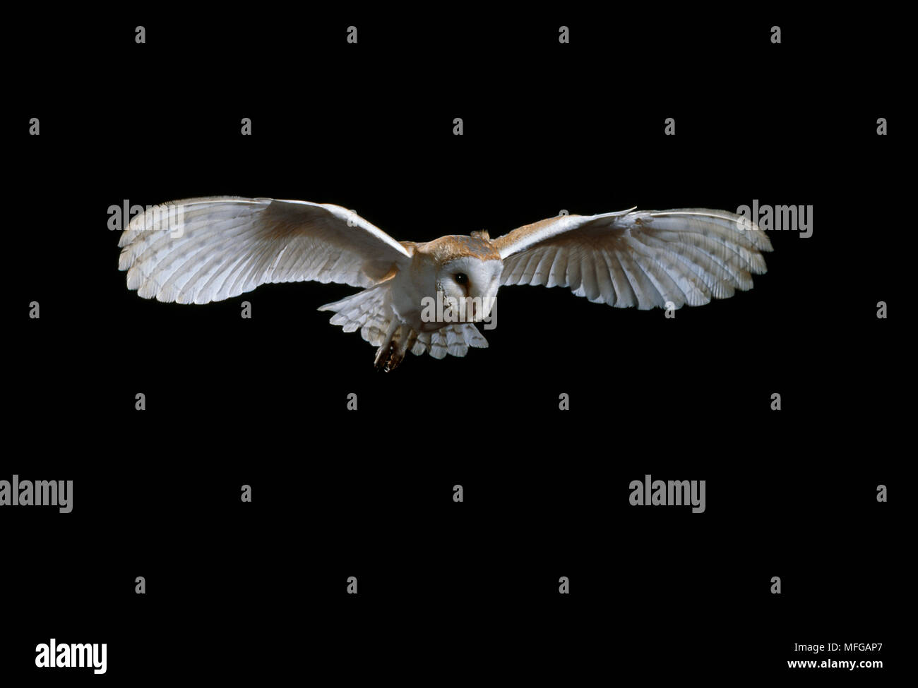 BARN OWL in flight Tyto alba Stock Photo