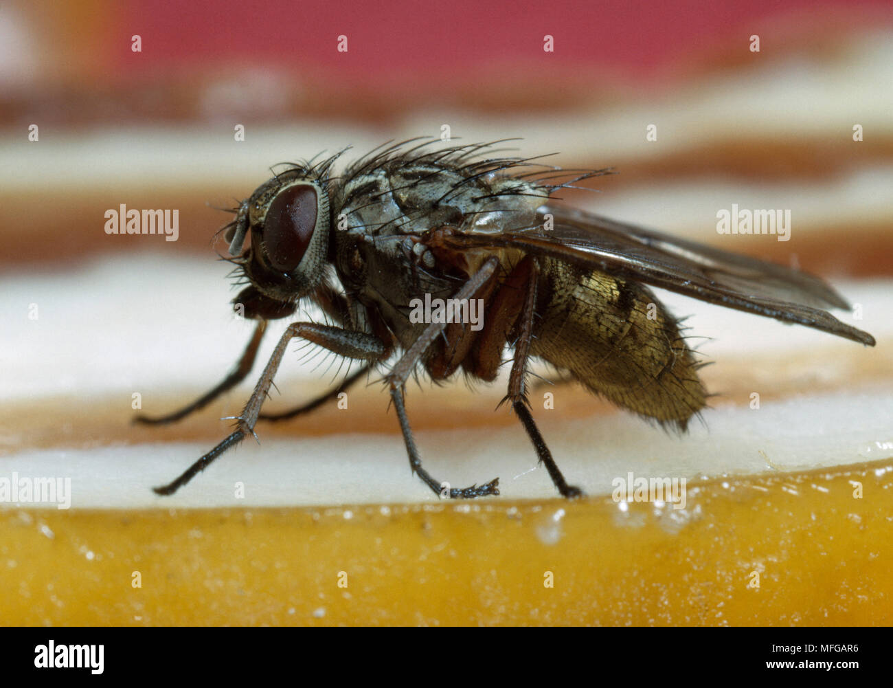 HOUSEFLY  on bacon  Musca domestica Stock Photo