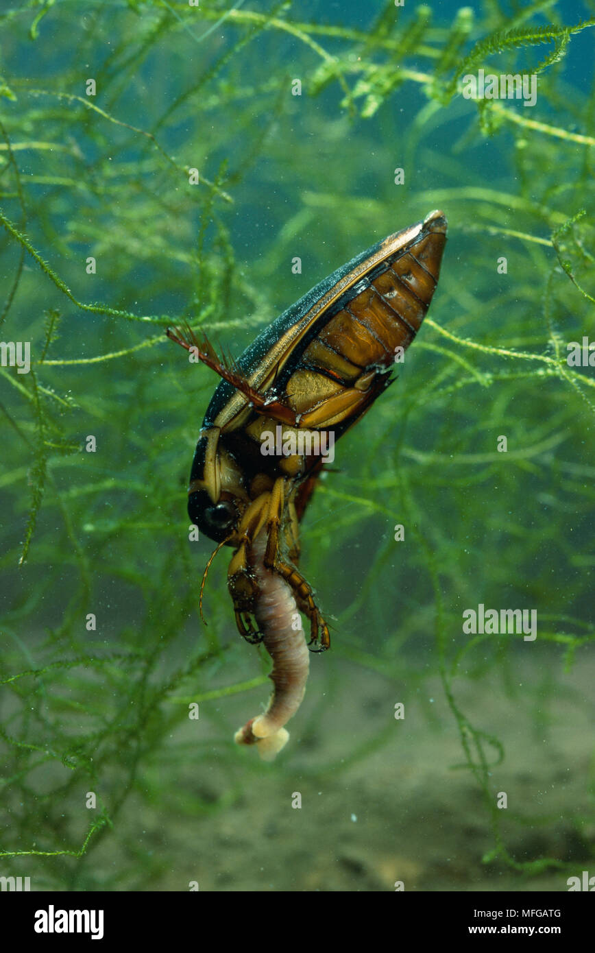 GREAT DIVING BEETLE  Dytiscus marginalis  male, with worm prey Stock Photo