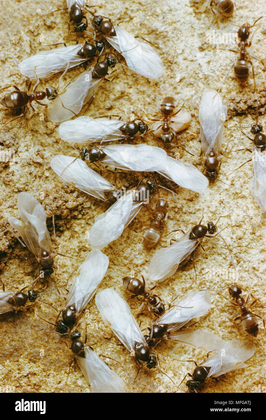 Flying ants swarm hires stock photography and images Alamy