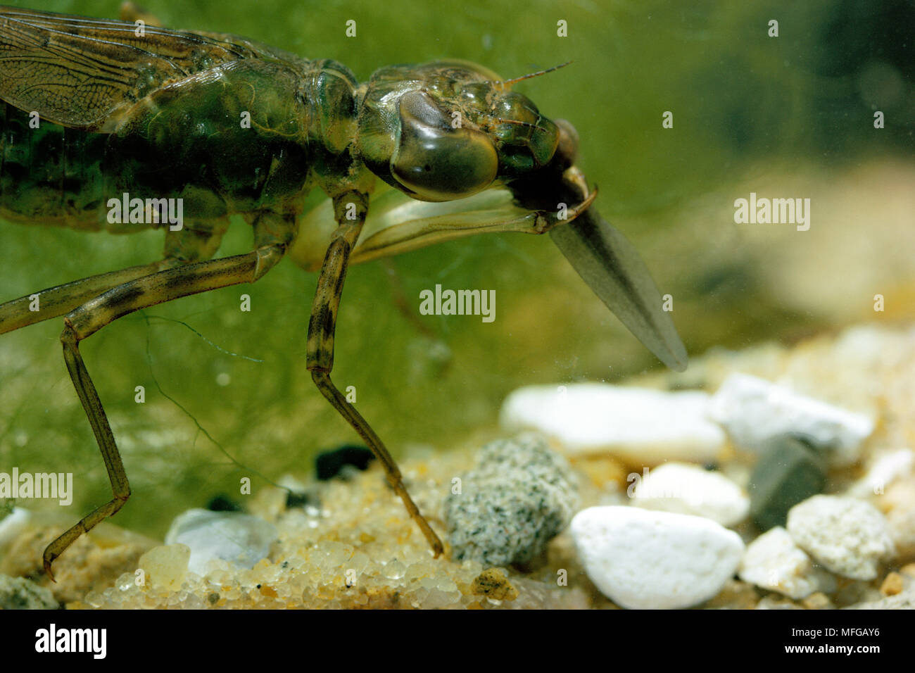 EMPEROR DRAGONFLY Anax imperator larva eating tadpole Stock Photo