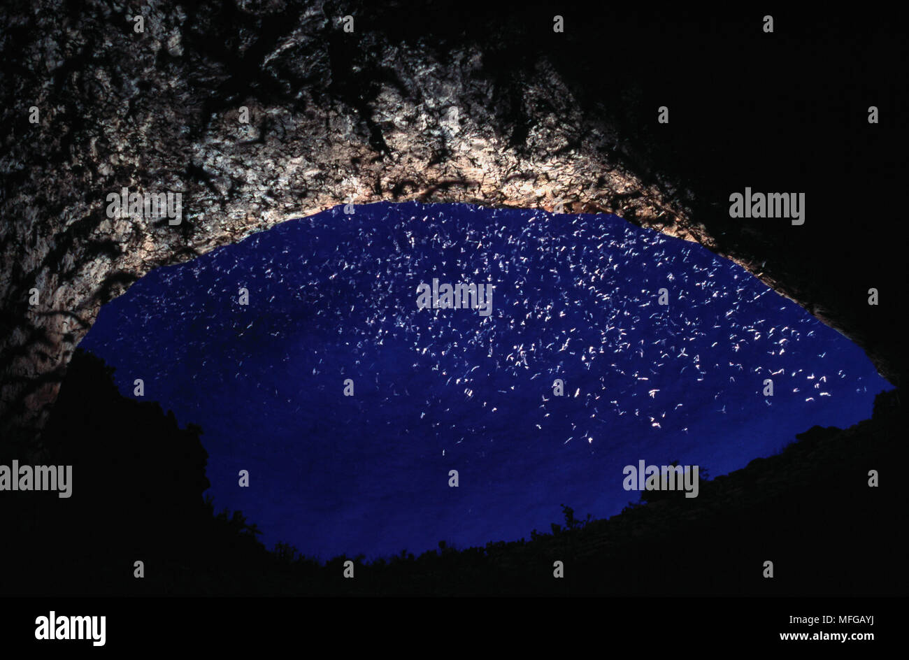 FREETAILED BATS in flight from Carlsbad Caverns at dusk New Mexico