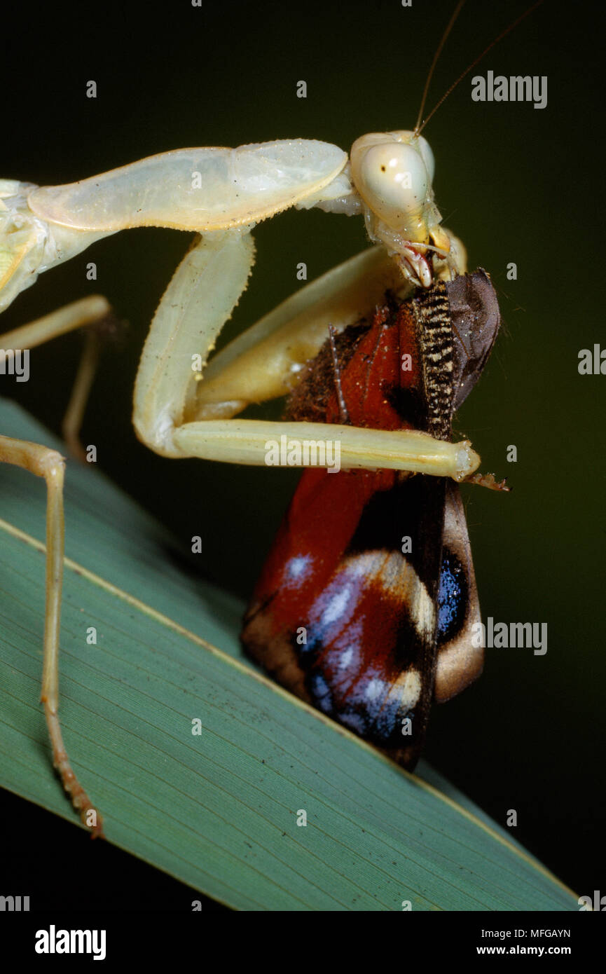 PRAYING MANTID with Peacock butterfly prey Stock Photo
