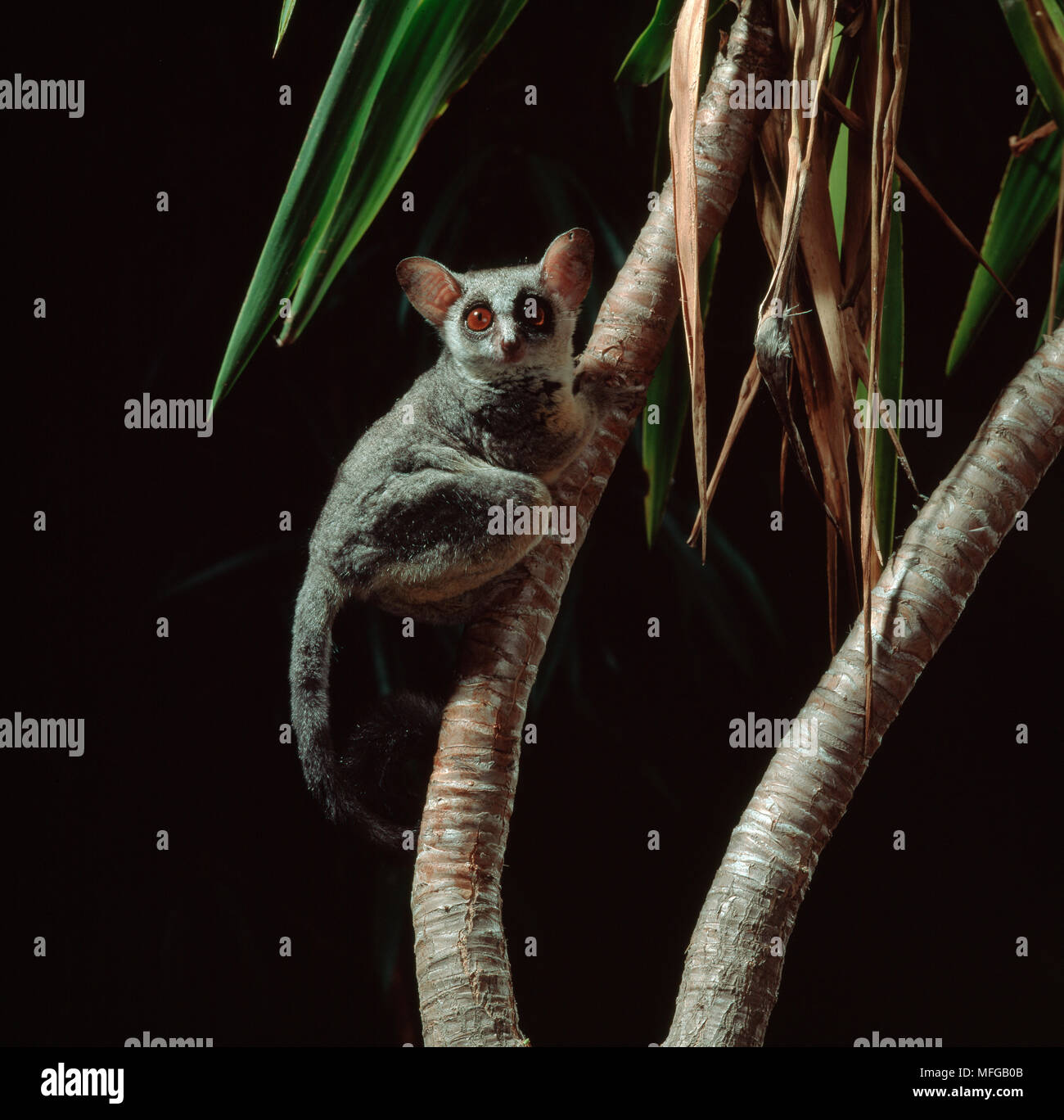 LESSER BUSH BABY (Galago senegalensis) climbing tree, Native to East Africa. Captive. Stock Photo