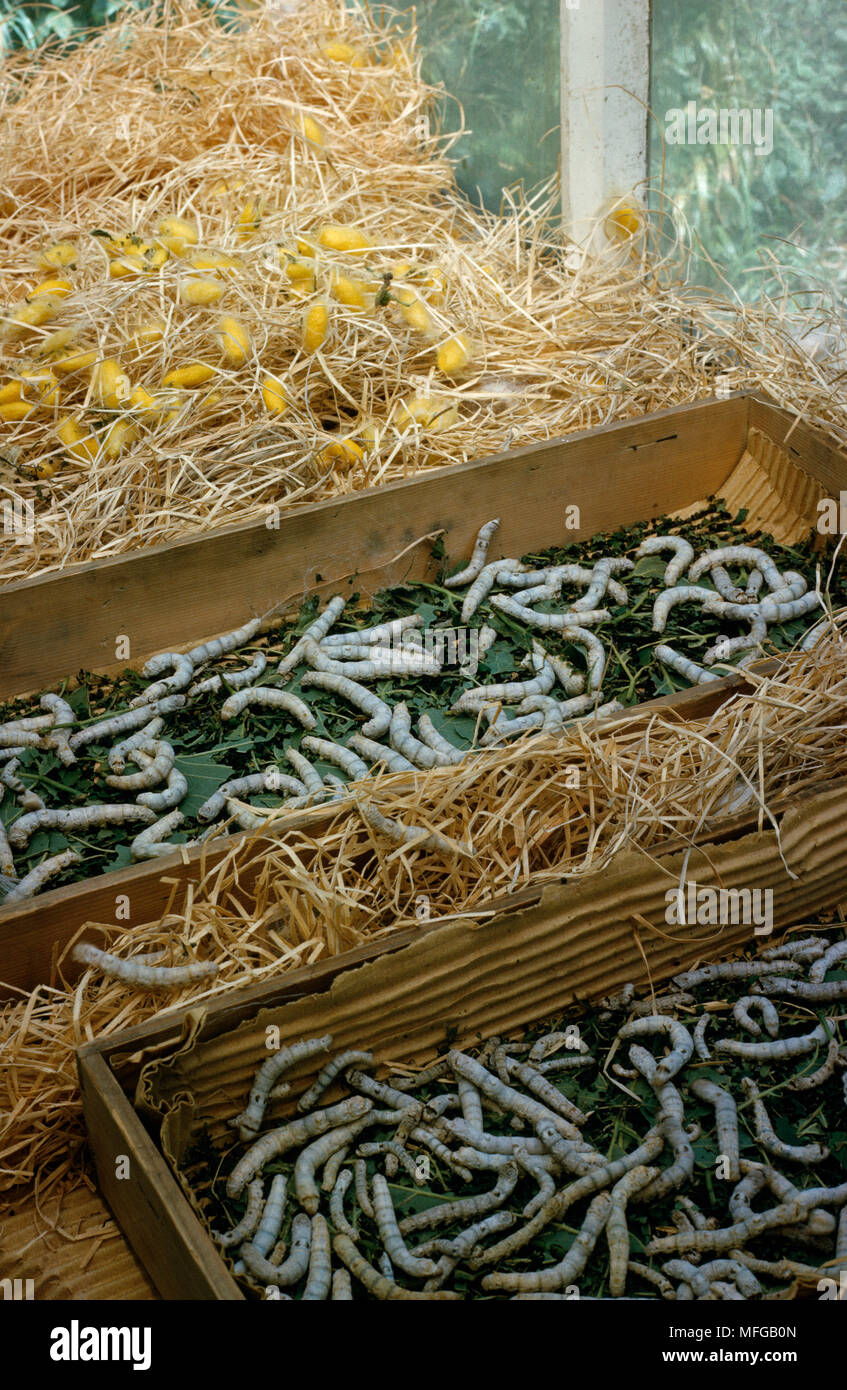 CHINESE SILK MOTH  Bombyx mori  larvae & pupae in farm trays Stock Photo
