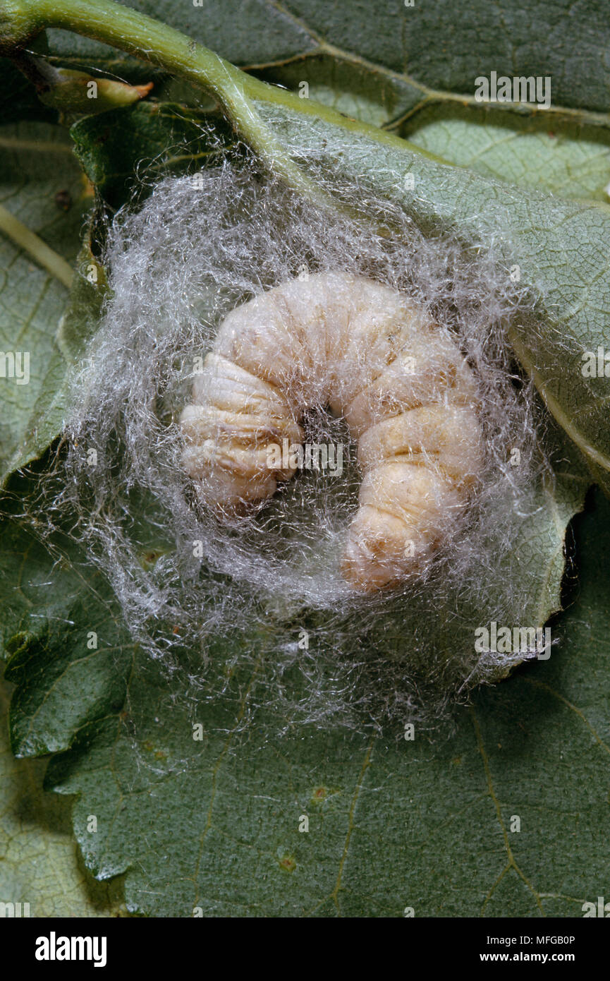 CHINESE SILK MOTH  larva  Bombyx mori spinning cocoon before pupating  Also known as a silkworm Stock Photo