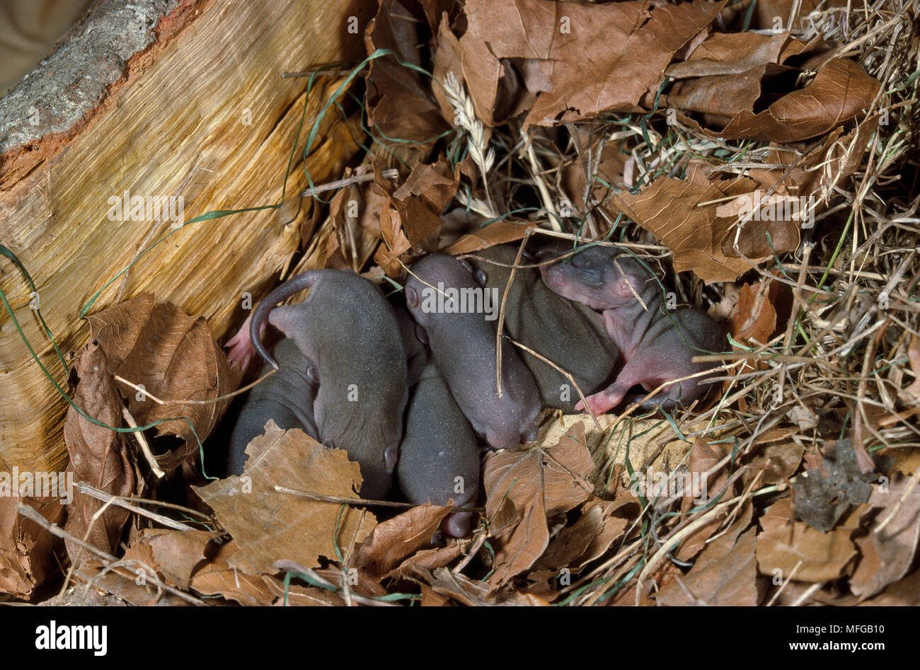 BROWN RAT Rattus norvegicus litter of young in nest Stock Photo
