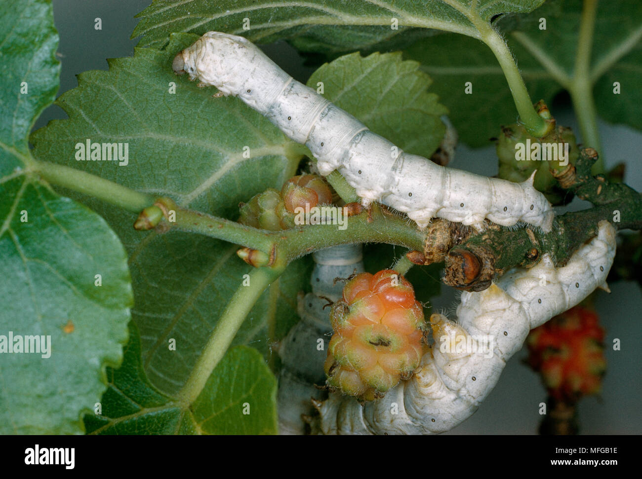 CHINESE SILK MOTH  Bombyx mori  larva (silkworm) on Mulberry Stock Photo