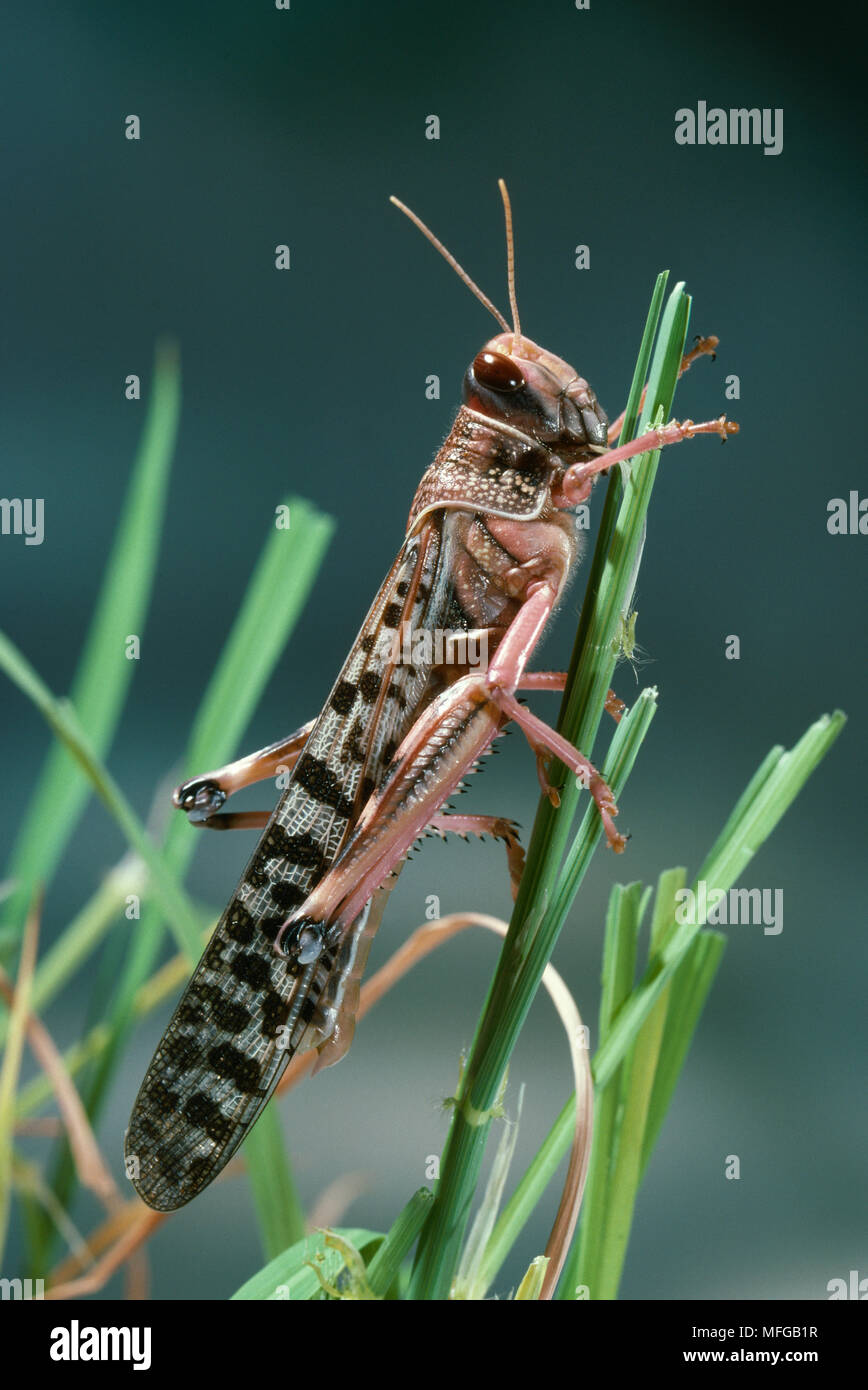 Desert Locust Schistocerca Gregaria Gregarious Phase Stock Photo