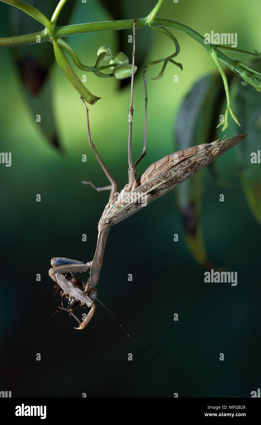 PRAYING MANTID with prey Stock Photo