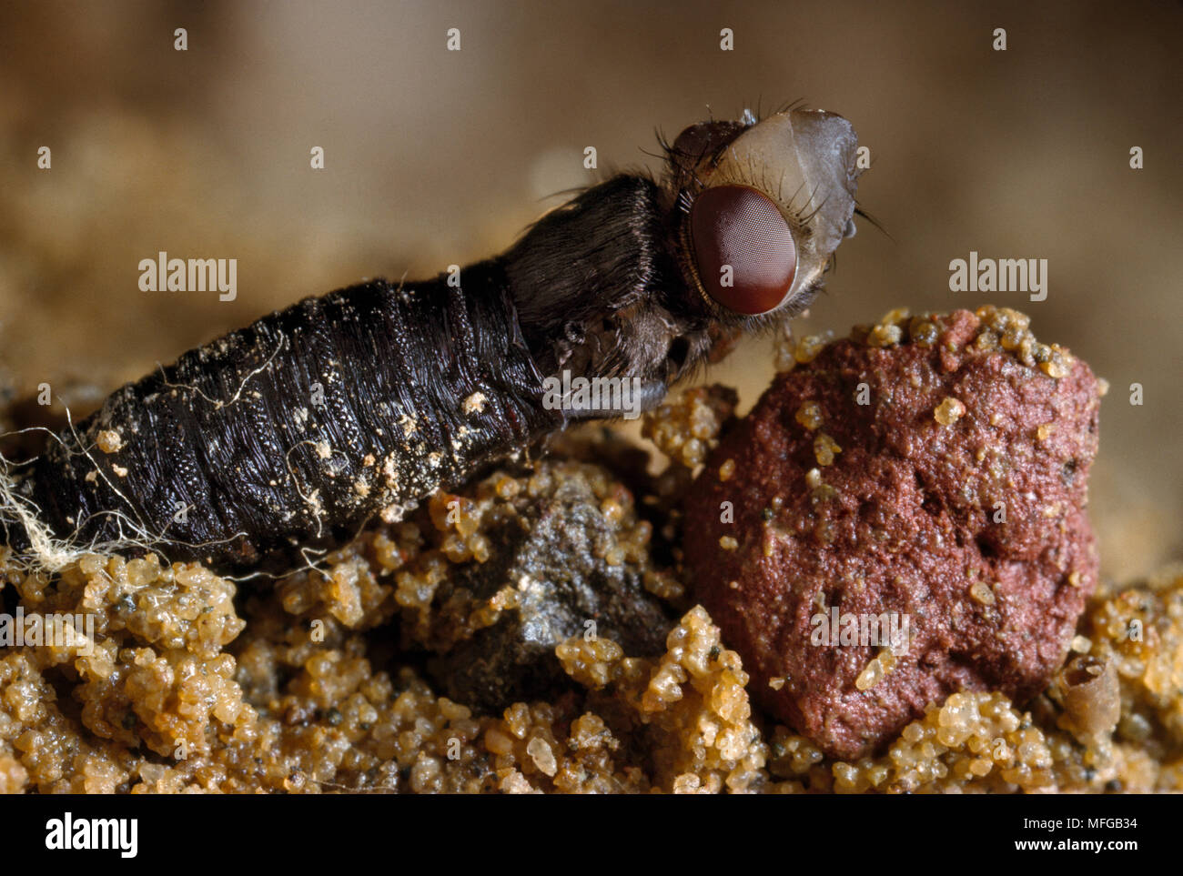 BLOW-FLY  adult emerging from pupa  Fam. Calliphoridae Stock Photo