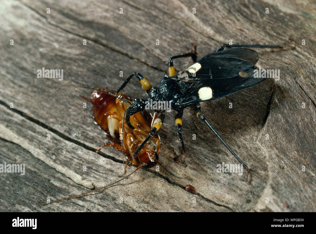 ASSASSIN BUG Playmenis biguttata with cockroach prey      Africa Stock Photo