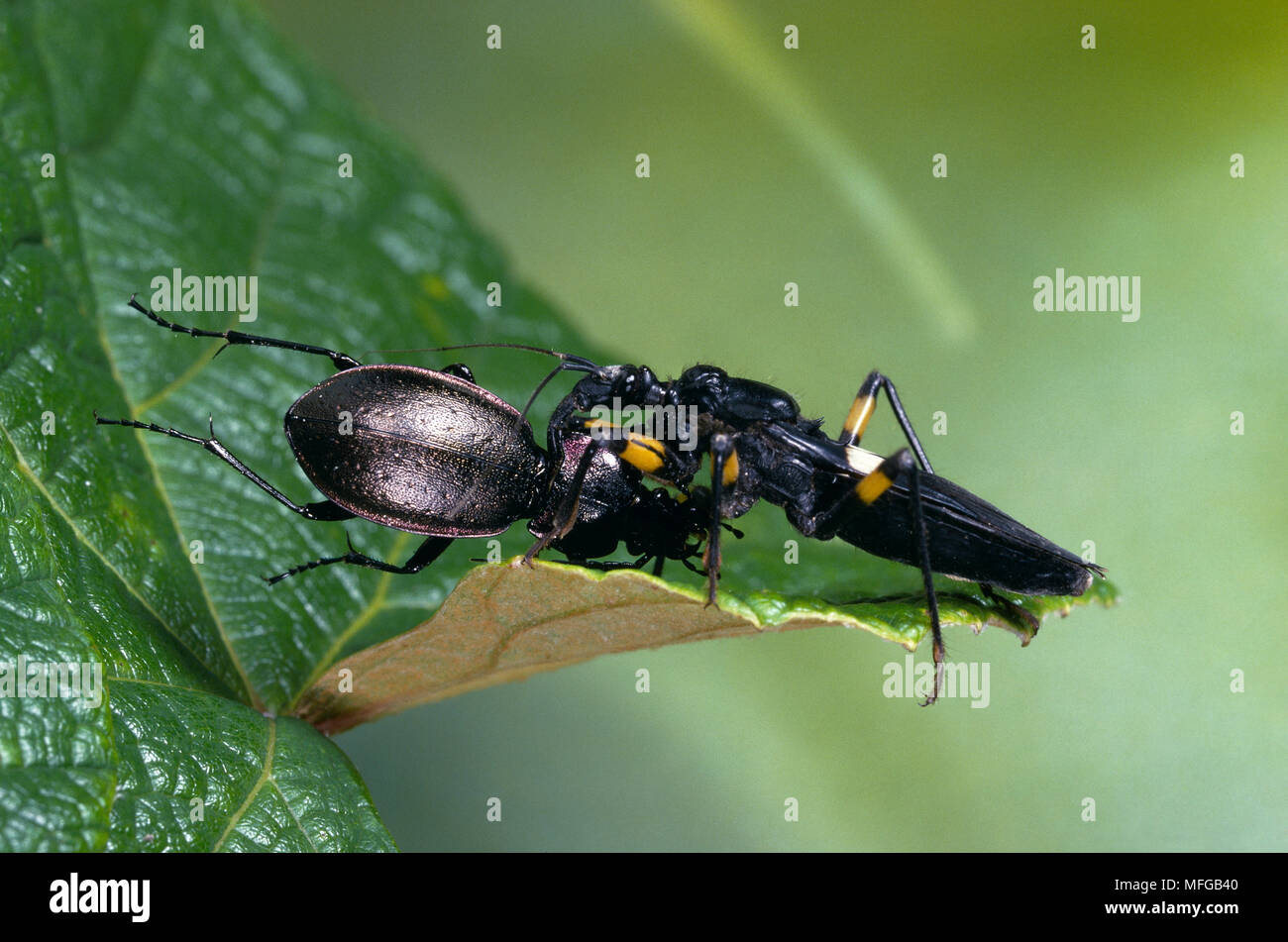 ASSASSIN BUG  Playmenis biguttata  & ground beetle prey.   Africa Stock Photo