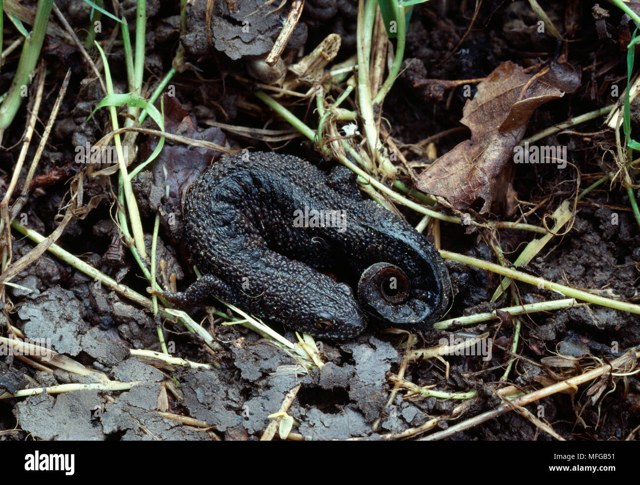 GREAT CRESTED or WARTY NEWT  Triturus cristatus hibernating (log cover removed) Stock Photo