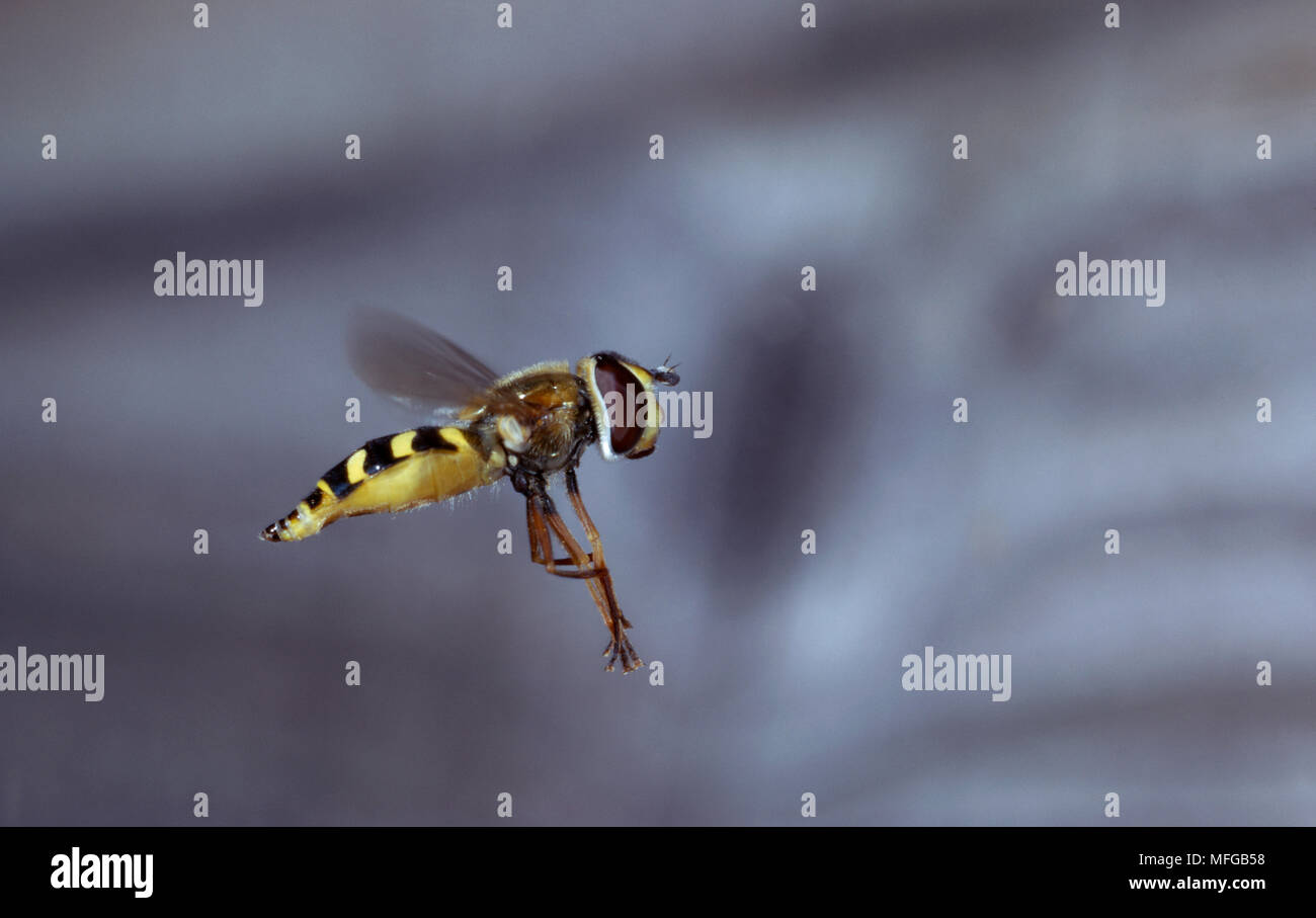 Hovering insects hi-res stock photography and images - Alamy