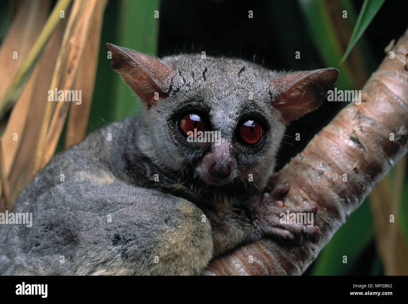 LESSER BUSH BABY Galago senegalensis Stock Photo