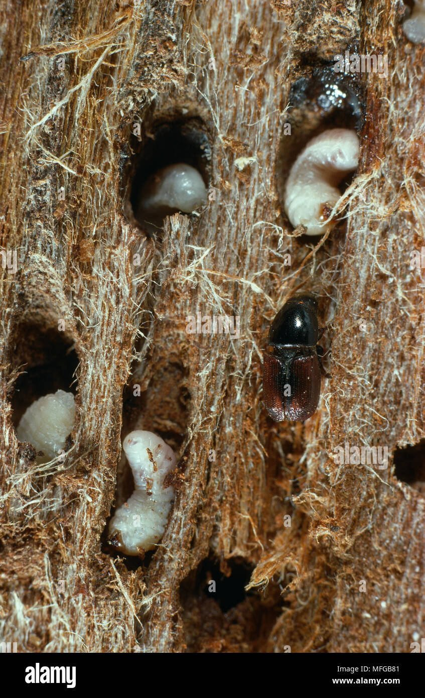 ELM BARK BEETLE adult & larvae  Scolytus scolytus  Vector of Dutch Elm Disease, invades tree via damage caused by beetles. Stock Photo