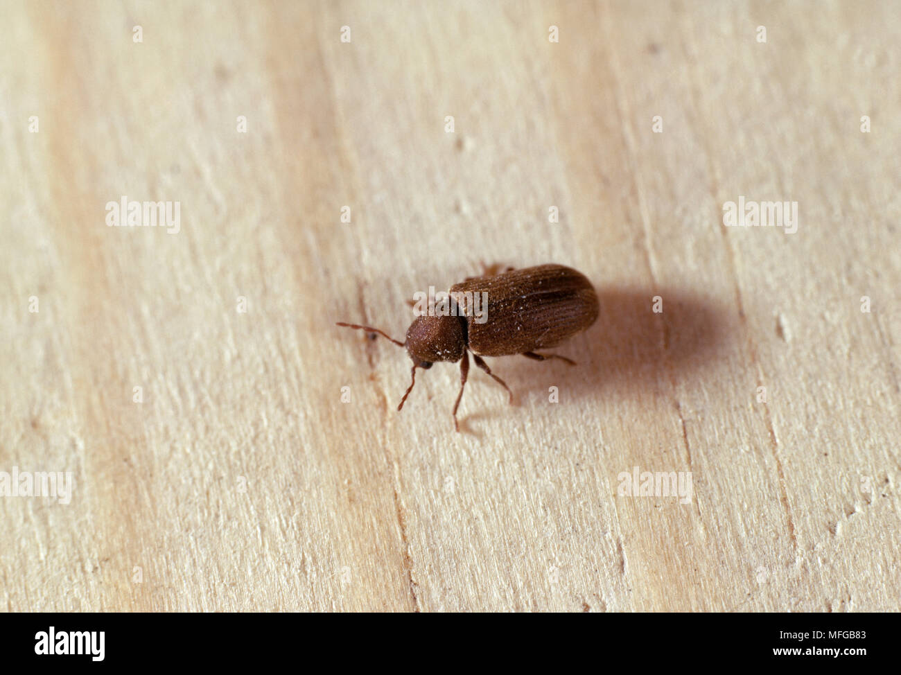 Furniture Beetle Anobium Punctatum Larva Is Called Woodworm Stock