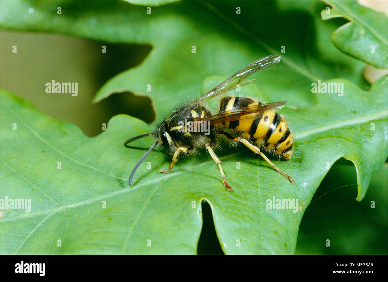 COMMON WASP queen Vespula vulgaris on leaf Stock Photo