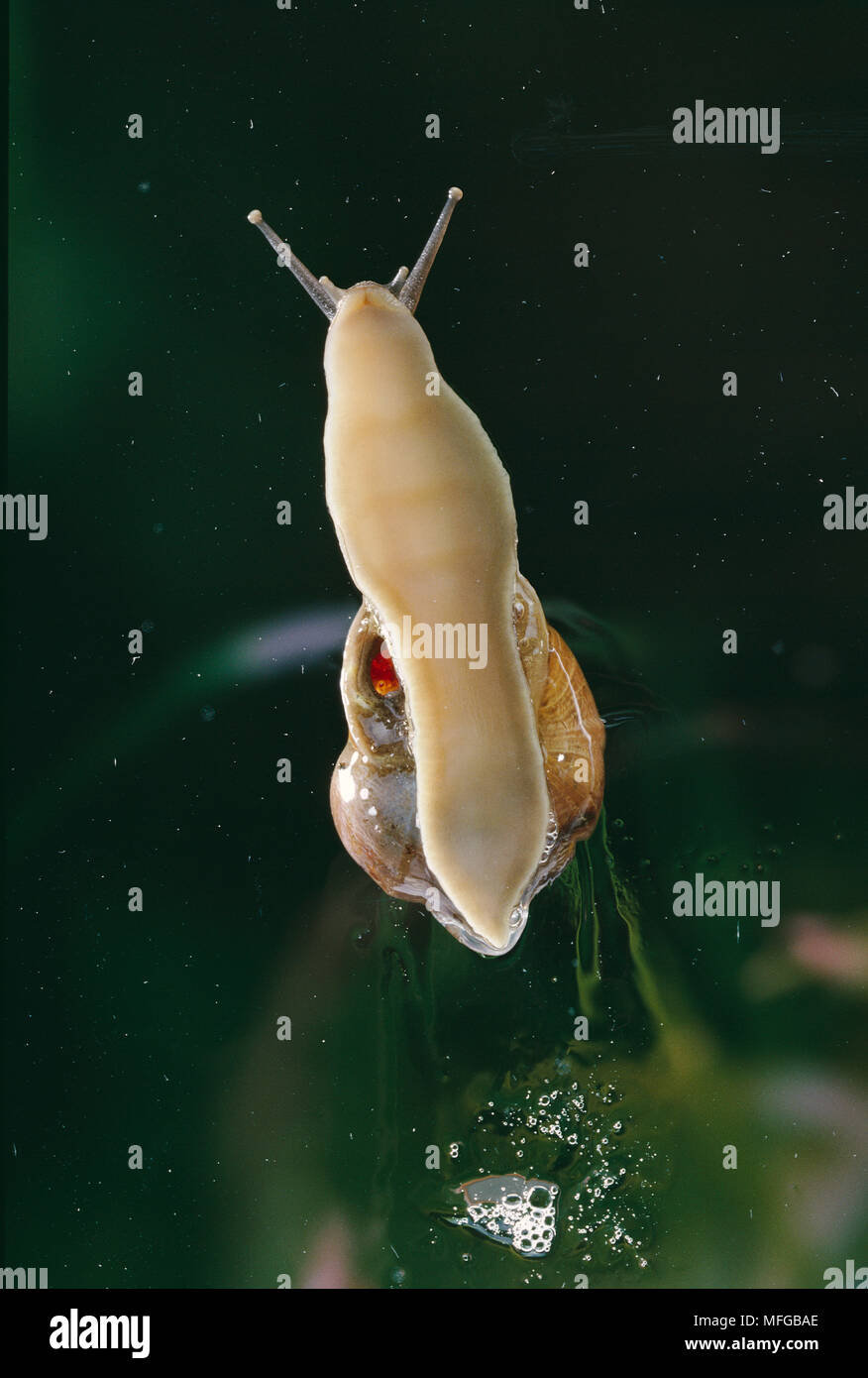 COMMON GARDEN SNAIL on window  Helix aspersa  Underside, showing radula Stock Photo