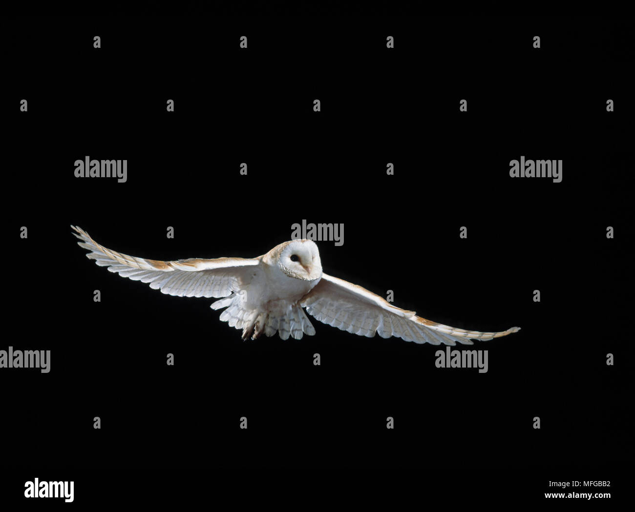 BARN OWL in flight  Tyto alba Stock Photo