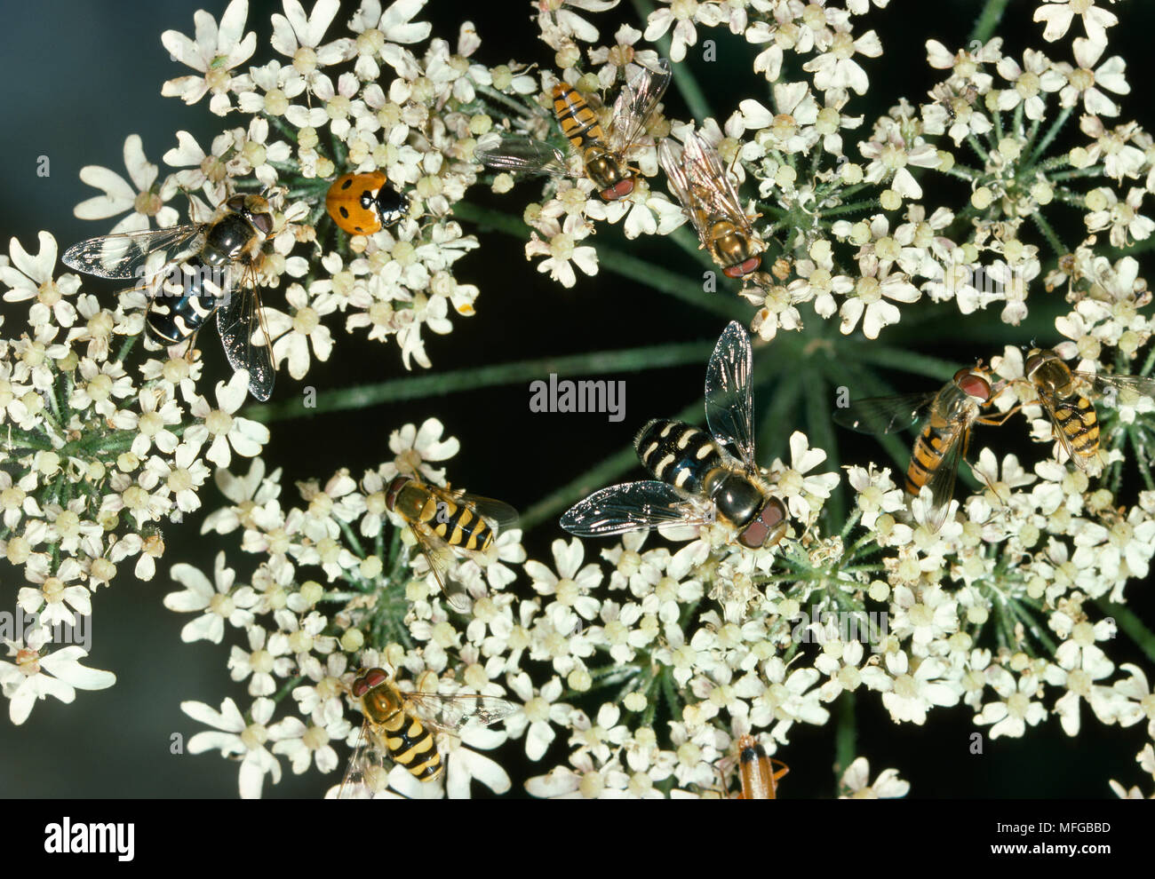 HOVERFLY   (several species)  & a Ladybird on inflorescence  of a flower of Umbelliferae Stock Photo