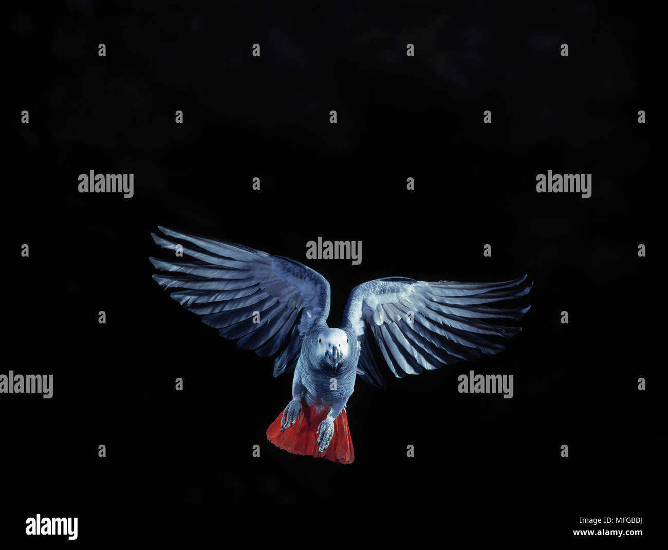 AFRICAN GREY PARROT  Psittacus erithacus in flight Stock Photo