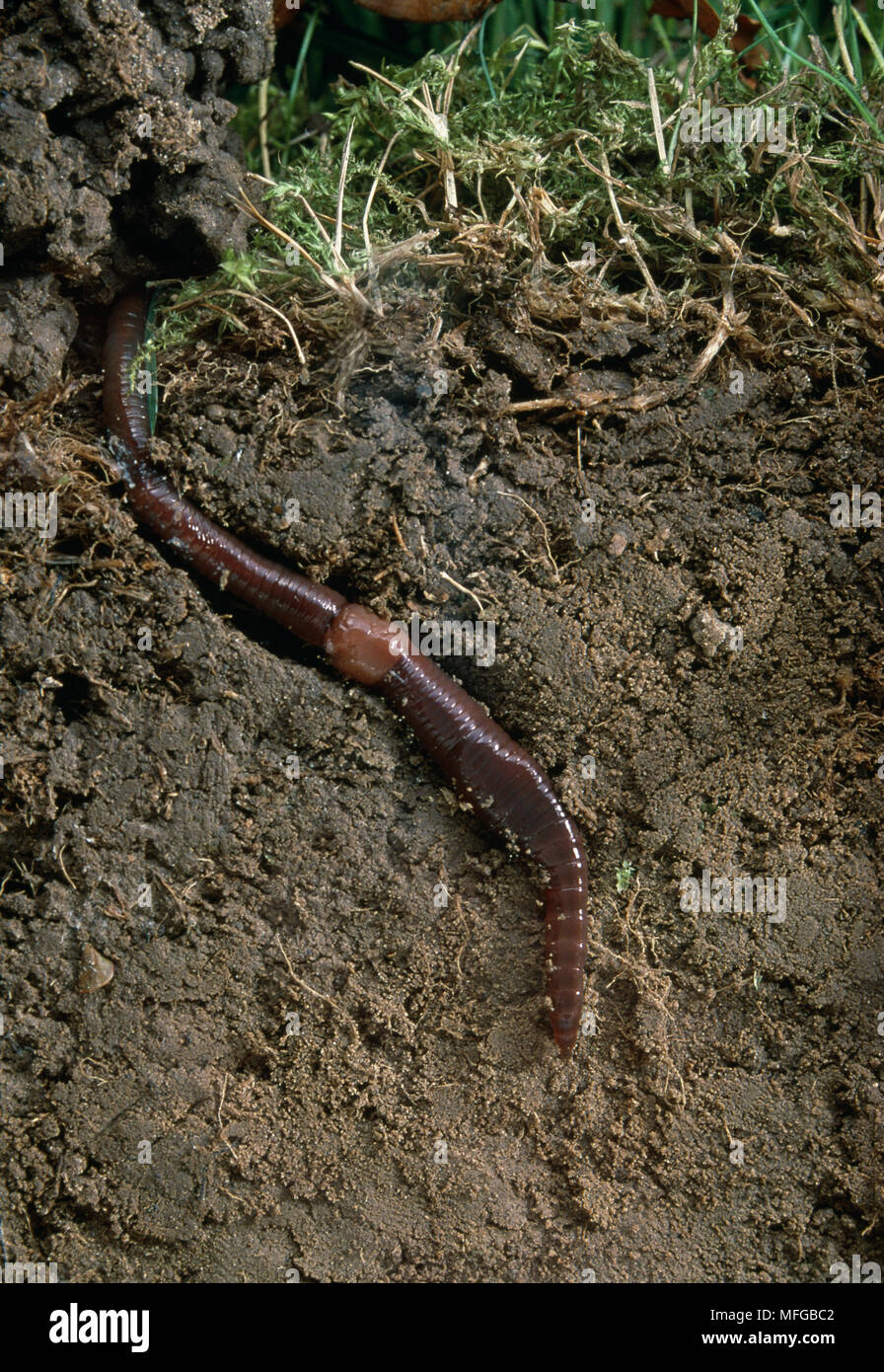EARTHWORM in burrow exposed in sectioned topsoil Stock Photo Alamy