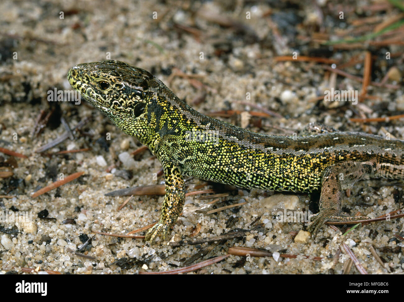 SAND LIZARD on sand Lacerta agilis Stock Photo - Alamy