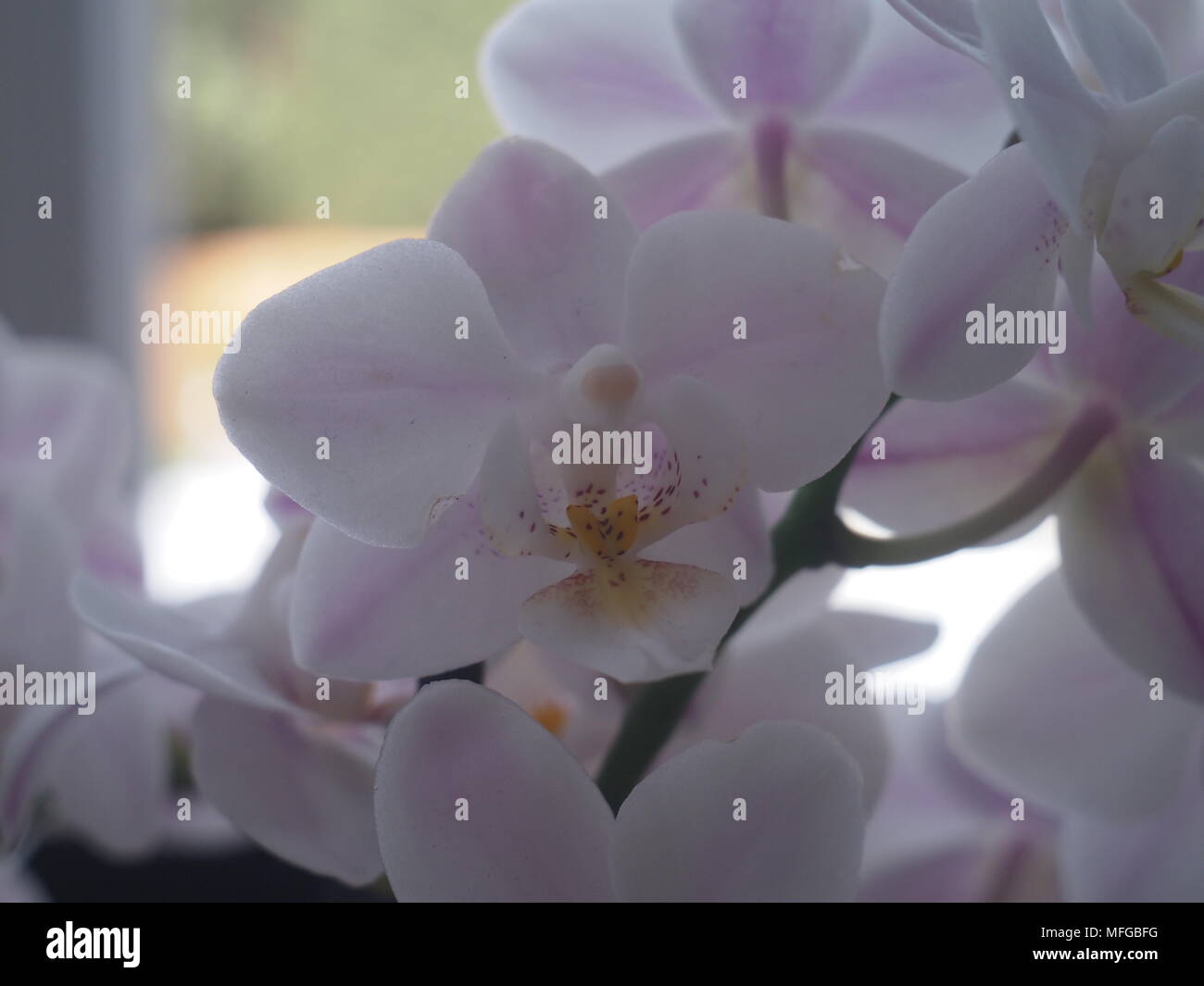 White pink orchids hi-res stock photography and images - Alamy
