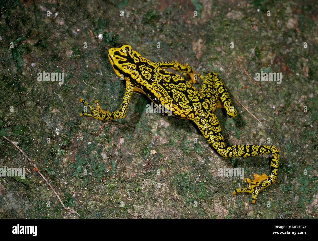 GREEN MOSAIC or HARLEQUIN FROG Atelopus cruciger Venezuela, South America, Highly endangered, possibly extinct Stock Photo - Alamy GREEN MOSAIC or HARLEQUIN FROG Atelopus cruciger Venezuela, South America, Highly endangered, possibly extinct Stock Photo - Alamy