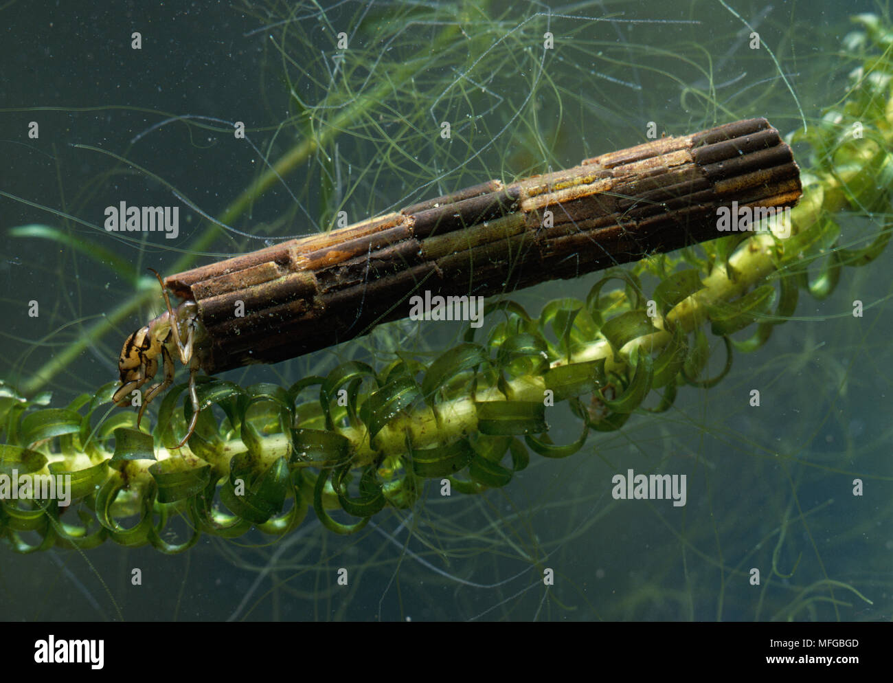 CADDIS-FLY LARVA  Fam. Phryganeidae in a case made of reed stems Stock Photo