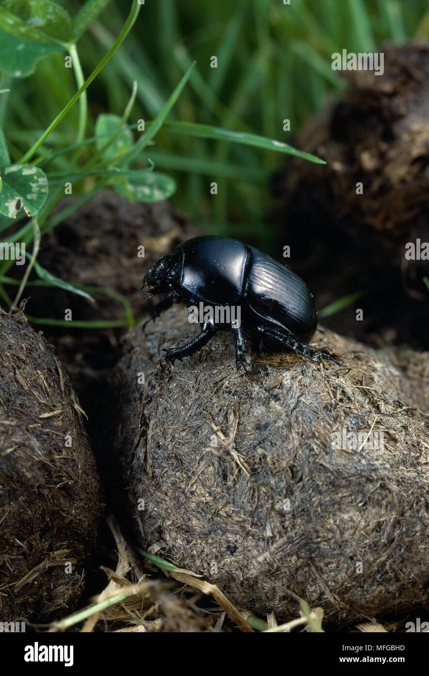DOR BEETLE or LOUSY WATCHMAN  Geotrupes stercorarius  on horse dung Stock Photo