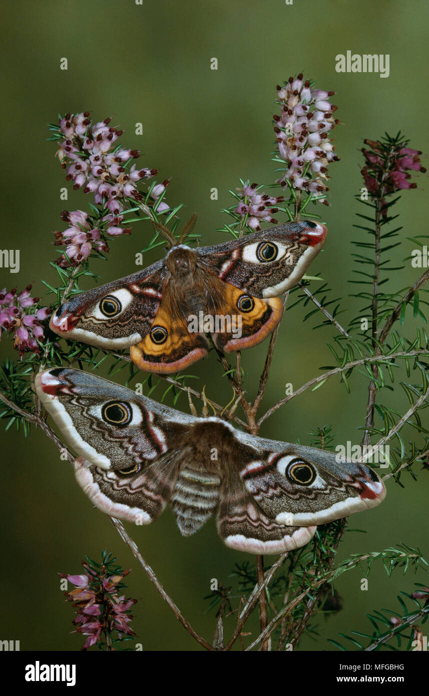 EMPEROR MOTH Saturnia pavonia pair, male above, female below Stock ...