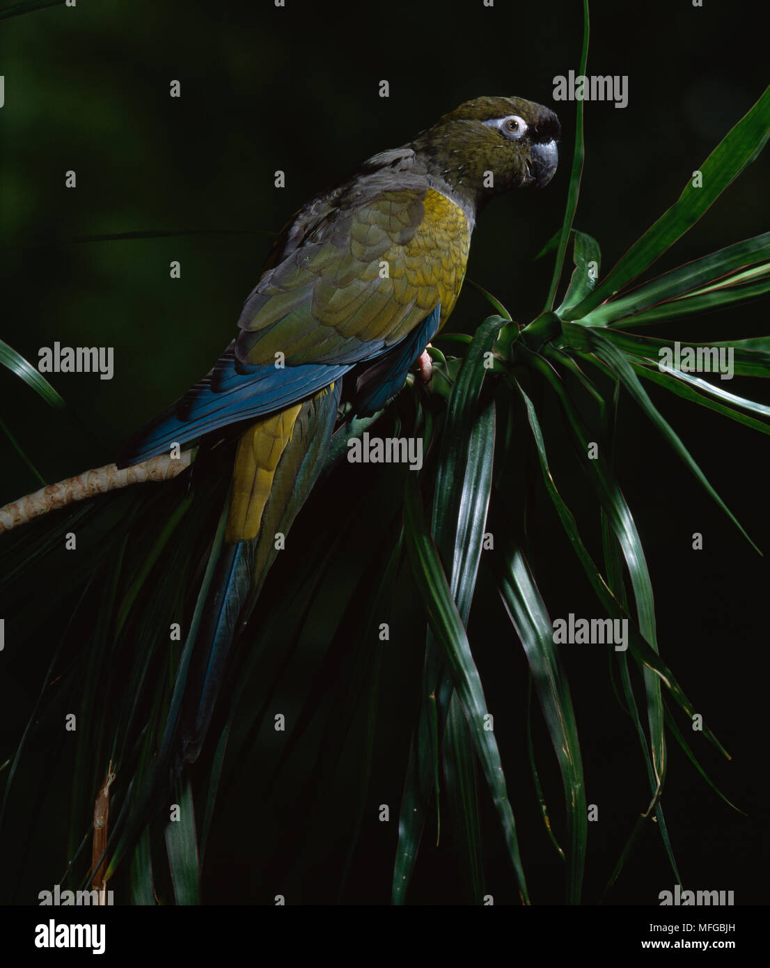 PATAGONIAN CONURE Cyanoliseus Patagonus Also Known As BURROWING PARROT 