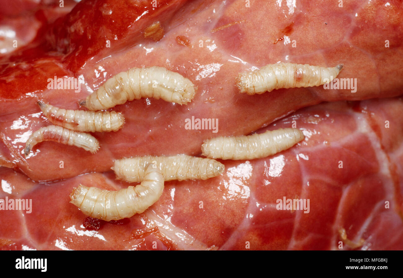 BLOWFLY larvae on meat  Calliphora sp. Stock Photo