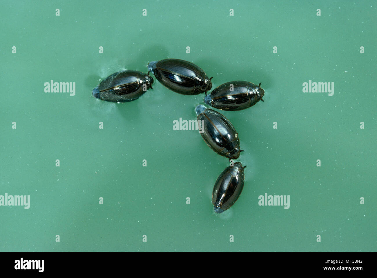 WHIRLIGIG BEETLE  Fam. Gyrinidae  group on water surface Stock Photo