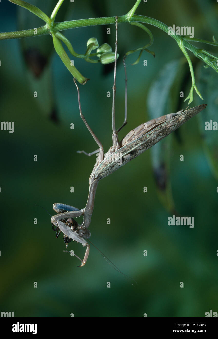 PRAYING MANTID with prey Stock Photo