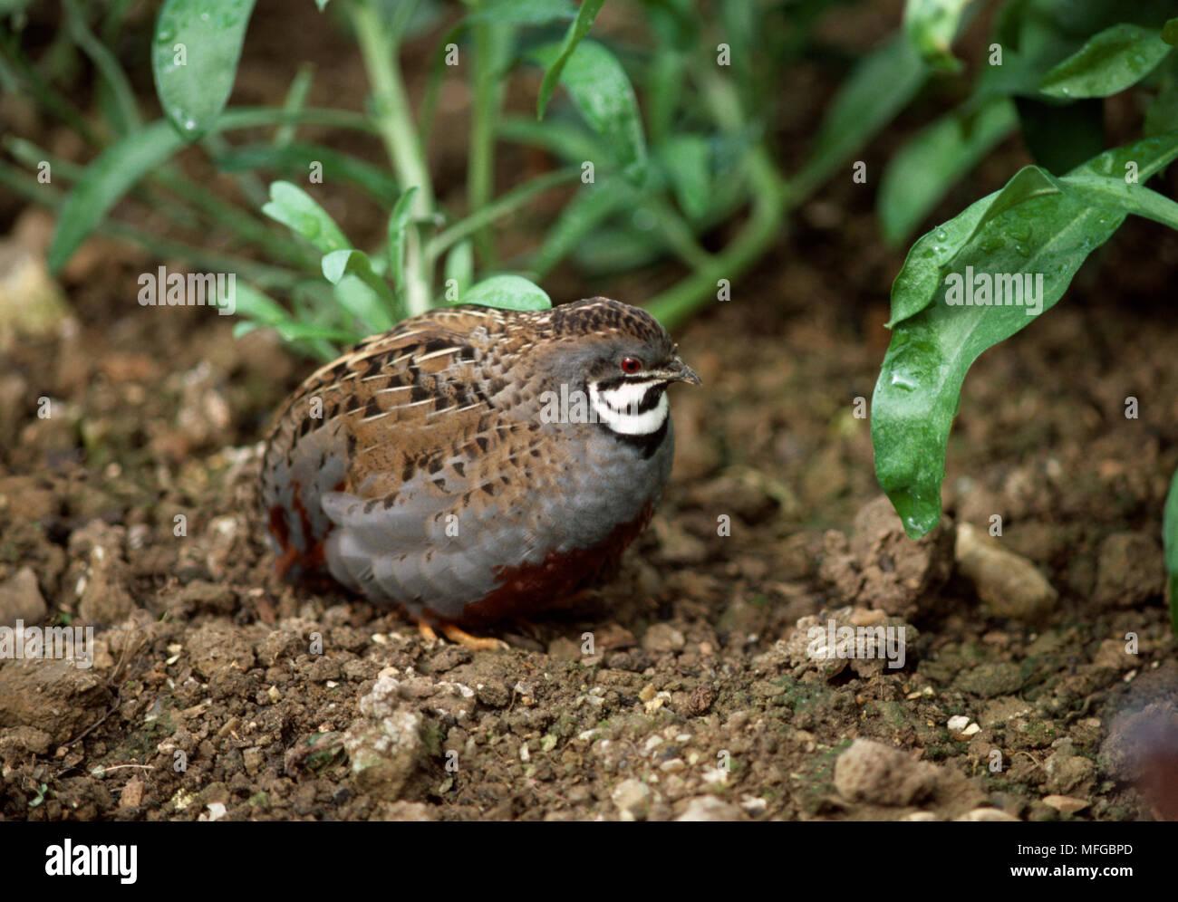 CHINESE QUAIL Coturnix chinensis Stock Photo - Alamy