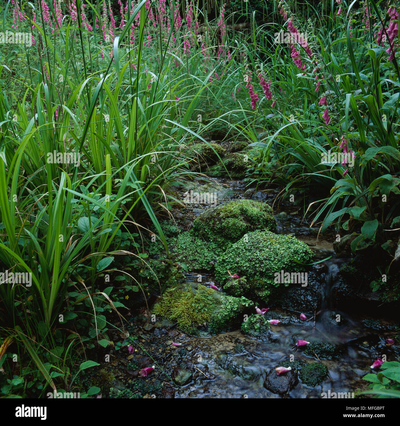 STREAM   with moss, liverwort, fern, Foxglove, Yellow Pimpernel, Alder seedling & sedge Sussex, southern England Stock Photo