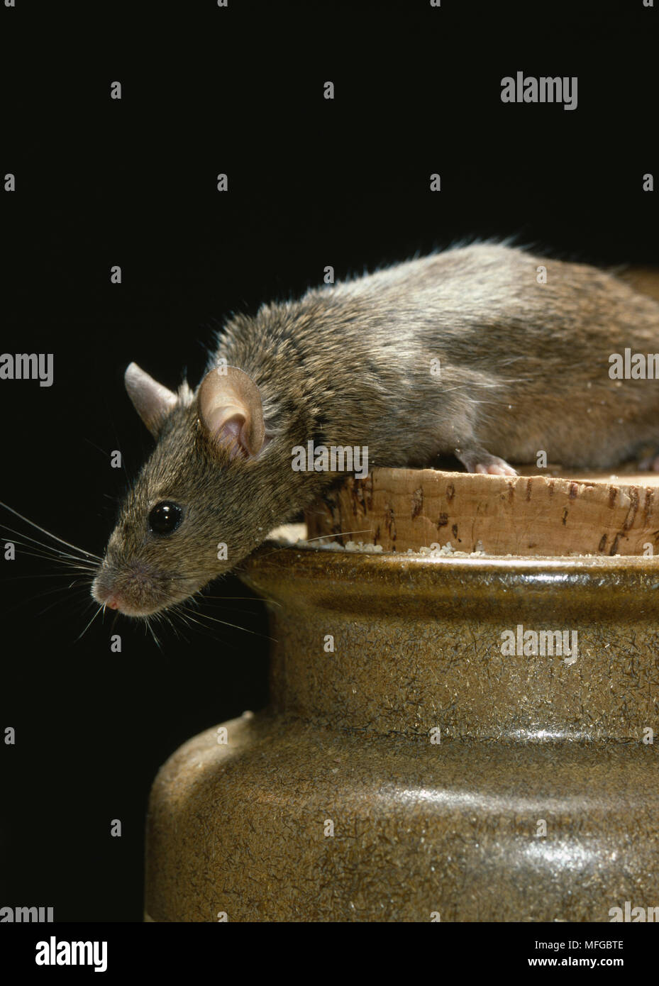 Mice uk house hires stock photography and images Alamy