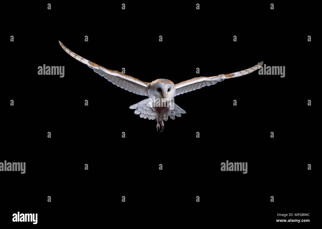 BARN OWL  Tyto alba in flight Stock Photo