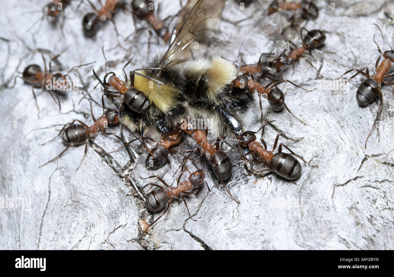 Formicate WOOD ANTS Formica rufa dragging bumblebee to nest Stock Photo - Alamy