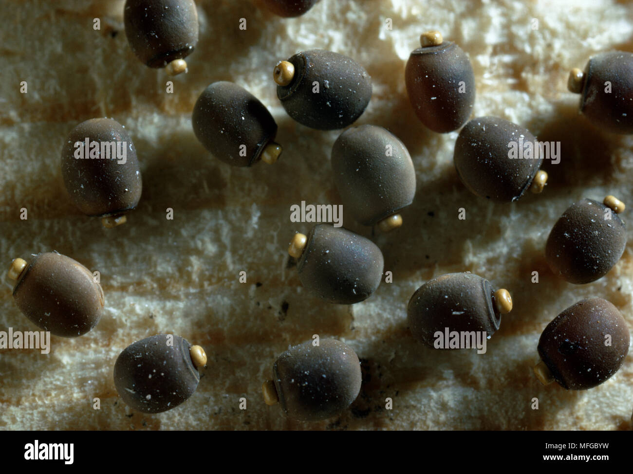 STICK INSECT eggs Bacillius rossii Stock Photo Alamy