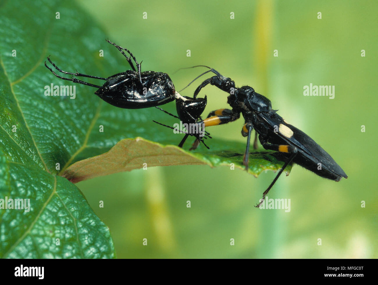 ASSASSIN BUG        Playmenis biguttata with ground beetle prey Africa Stock Photo