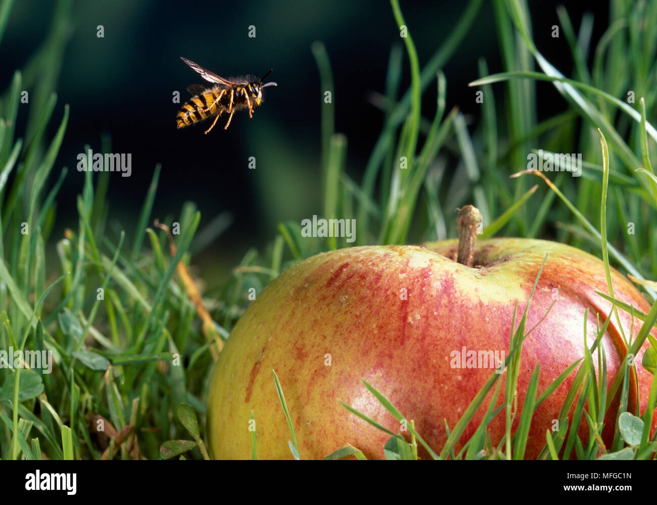 COMMON WASP in flight  Vespula vulgaris over fallen apple Stock Photo