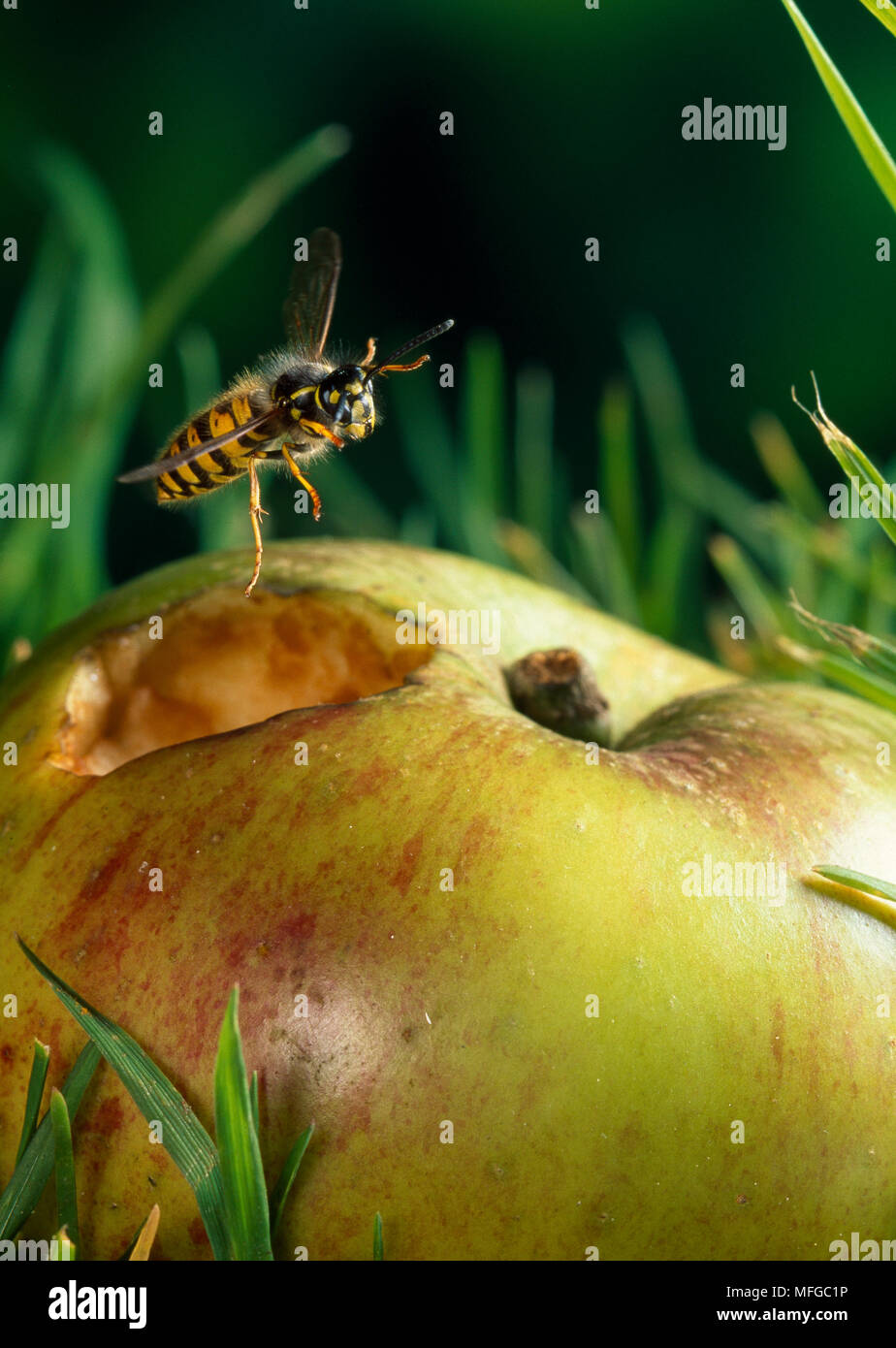 COMMON WASP (Vespula vulgaris) taking-off from apple Stock Photo