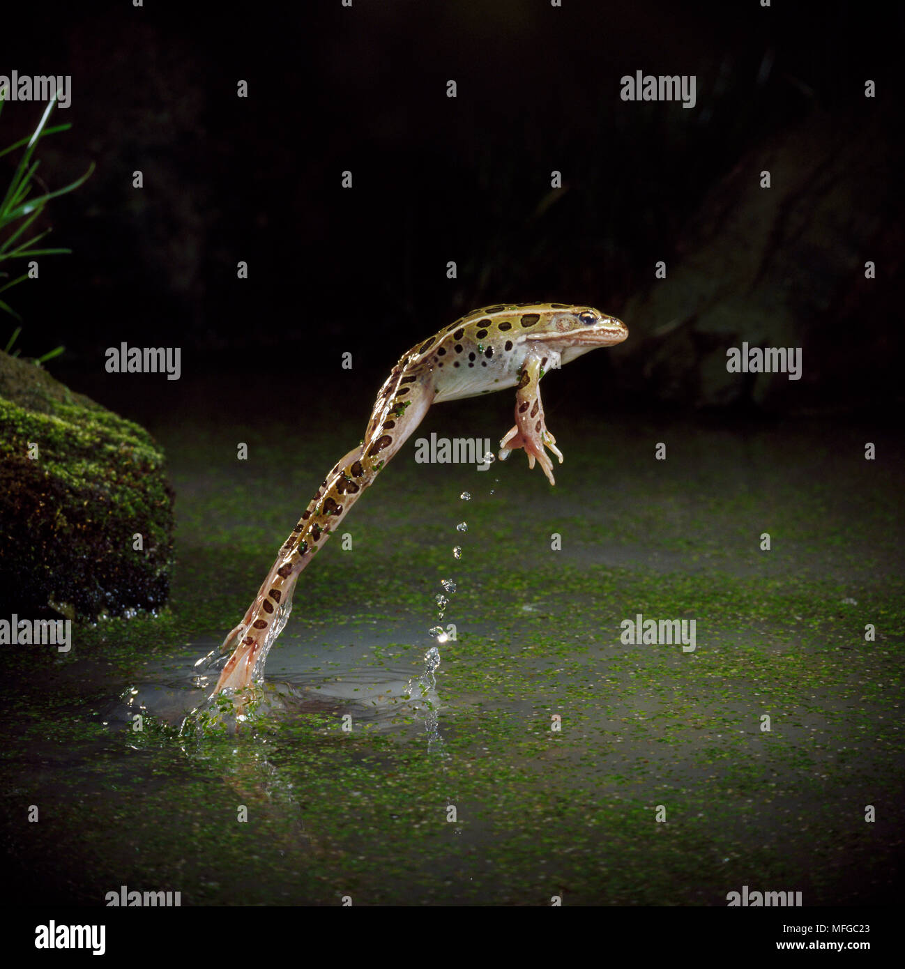 LEOPARD FROG Rana pipiens leaping Stock Photo